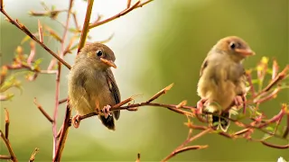 Canto degli Uccellini, Relax in Giardino, Suoni della Natura per Dormire e Rilassarsi