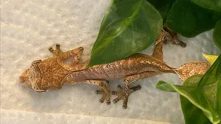 Reptiliatus Late night livestream feeding + chats