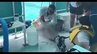 Snorkeler bitten by shark in Florida Keys