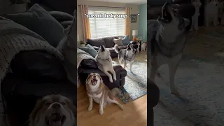 Sundays are for Screaming Husky Style 🗣️🎶🎶 #shorts #shortsvideo #howlingdog #funnydog #howling