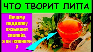 ЦВЕТ ЛИПЫ ,Об этом многие не знают , Чудо-Свойства ЛИПЫ, Список проблем которые решает#ЛИПА#здоровье