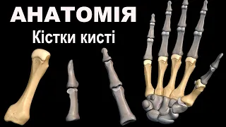 Анатомія людини. Кістки кисті