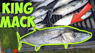 HOW TO PIER FISH FOR KING MACKEREL HERE WHAT YOU NEED!! (BEGINNERS)