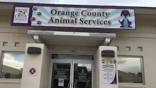 Visiting Kittens And Puppies At Orange County Animal Services