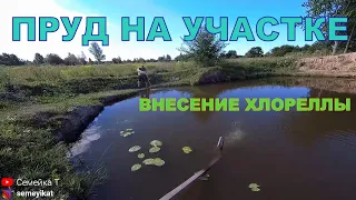 Вносим выращенную хлореллу в свой пруд на участке/Пруд в огороде на даче с рыбой и раками.