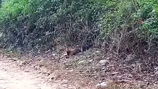 mink vs monkey, mink vs bobcat