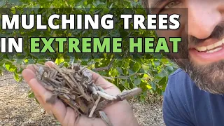 What Happens When You DO Mulch Your Fruit Trees - EXTREME HEAT EXAMPLE! | SoCal Record Temps