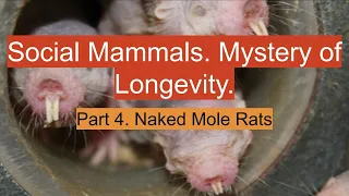 Naked Mole Rats. Mystery of Longevity. Social Animals. Part 4.