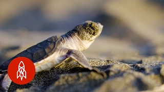 Meet The Team Protecting Costa Rica's Sea Turtle Mecca