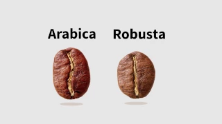 Arabica vs. Robusta Kaffee. Wo liegt der Unterschied?