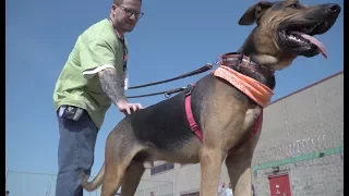 Prison Dog Training Program