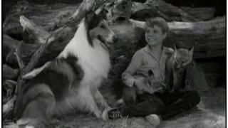 Lassie - Episode #293- "Quick Brown Fox" - Season 9, Ep. 2 - 10/07/1962