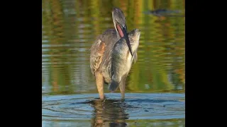 Great Blue Heron eating a great big fish