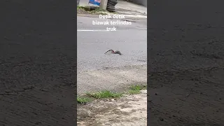 detik detik biawak terlindas truk di jalan