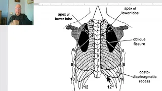 Anatomy of the thorax 2023 in Arabic (Pleura , part 2), by Dr. Wahdan