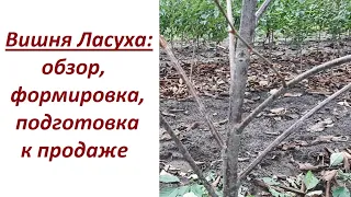 Обрезка кустовидной вишни 3-х лет