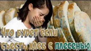 ➤Здоровье➤Что будет если съесть хлеб с плесенью➤