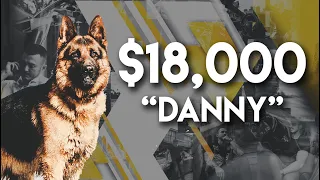 World's most expensive German Shepherd!!