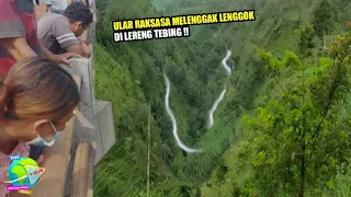 NGERI !! Warga Rekam Ular Raksasa Melenggak Lenggok di Hutan, Penampakan Ular Putih Penjaga Hutan...