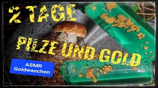 2 Tage Pilze und Gold ASMR Goldwaschen Schweiz #asmr #gold #goldwaschen #goldprospecting #pilze