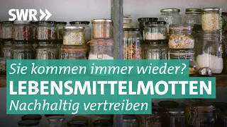 Lebensmittelmotten in der Küche – so wird man sie wieder los | Marktcheck SWR