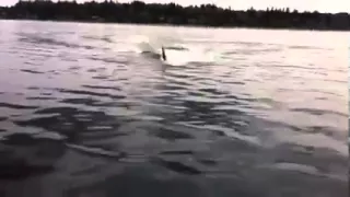 ORCA WHALES....HOLD ON TO THE BOAT!!!!!!!!!!!!!!!!!!!!!!!!!!!!!!!