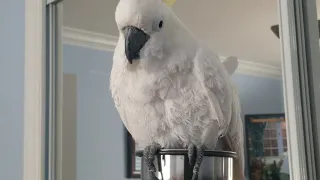 Cockatoo Zeus - Quiet Birb Judgment