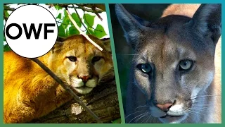Cougar & Panther: What's The Difference? One Wild Fact | Earth Unplugged