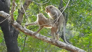 Young mother Rose so like big male forest monkey