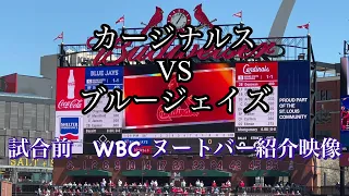 【現地映像】セントルイスカージナルス　試合前　ヌートバー選手のWBCでの活躍を紹介