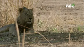 Zambia Untamed-Living On The Edge, 2017