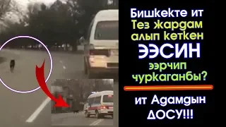 Ит Адамдын ДОСУ! Ээсин ЭЧ КАЧАН таштап КЕТПЕЙ ээрчип ЖҮРӨТ | Элдик Роликтер | Акыркы Кабарлар