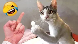 New funny video 2023😍| cutest cats 😺 and dogs 🐶 video part 36| puppies and cat| cat fighting funny|