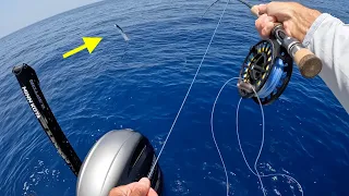 Mahi on Fly and Kingfish Offshore Redfisher 16 Part 2