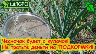 Полейте ТАК чеснок в июне и урожай вас ОЧЕНЬ порадует!! Бесплатная подкормка на крупную головку.