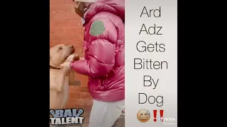 And Adz gets bitten by a Pitbull Terrier 😱