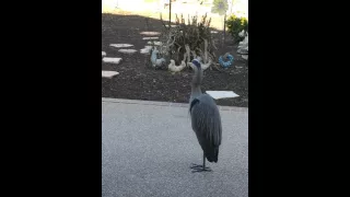 This is What a Great Blue Heron Sounds Like When Annoyed