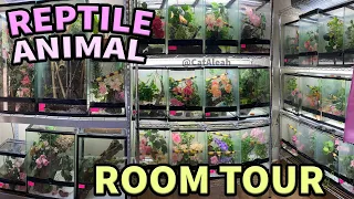 Reptile & Animal ROOM TOUR 2020 - 80+ Animals! - CatAleah