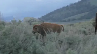 Bison Moms and calves on the evening commute in Yellowstone National Park.