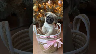 LOULOU meets her BABY SISTER! 🥹🍼🎀 #pug #dog #puppy