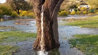 Water spring from a tree in Montenegro