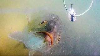 You've Got To See This Amazing Underwater Trout Attack Footage!