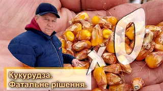 Кукурудза. Фатальне рішення. Все, що зробили, помножте на "0".