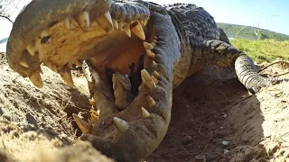 Crocodile scoops up babies into mouth...along with Spy Croc!