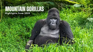 Mountain Gorillas 2023