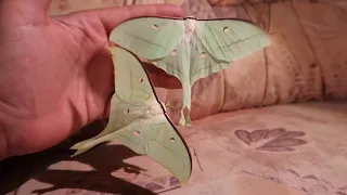 Moth Facts: Chinese moon moths - Actias ningpoana