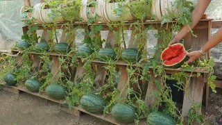 Growing watermelon at home gives high yields if you know this tip. Sweet and succulent fruit