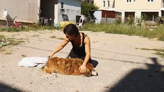 Elderly dog lived her whole life as a stray ....