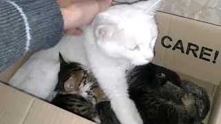 Mother Cat Is Confused She's Rejecting Then Accepting Her Own Kittens