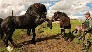 ПАРОЧКА ГАРНИХ ЛОШАТ ПО ОБАМІ👍/ГЕРМЕСОВІ🐎 ОДНОЇ КОБИЛИ МАЛО, ПРИЇХАВ ДО ДВОХ🔥